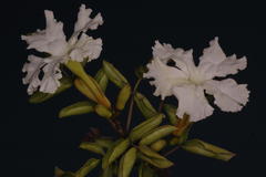 Dolichandrone falcata var. falcata